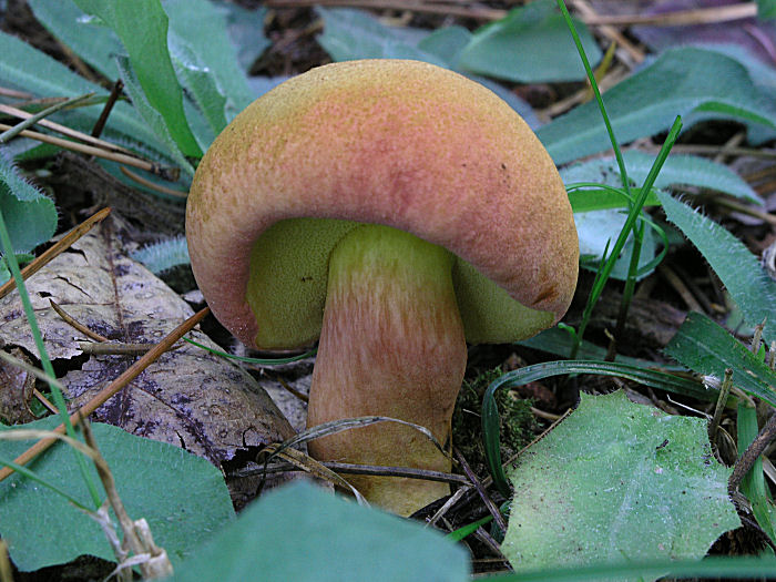 Due Xerocomus